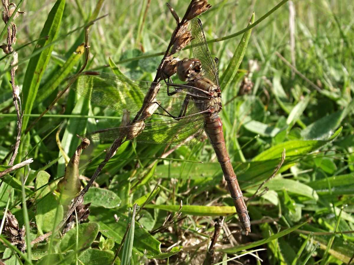 Common Darter (female)